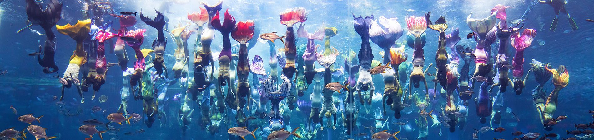 people dressed as mermaids underwater