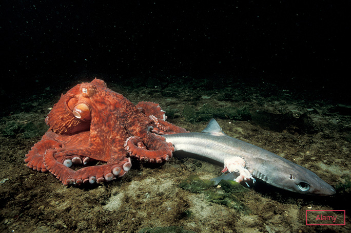 A GPO enjoying a meal
