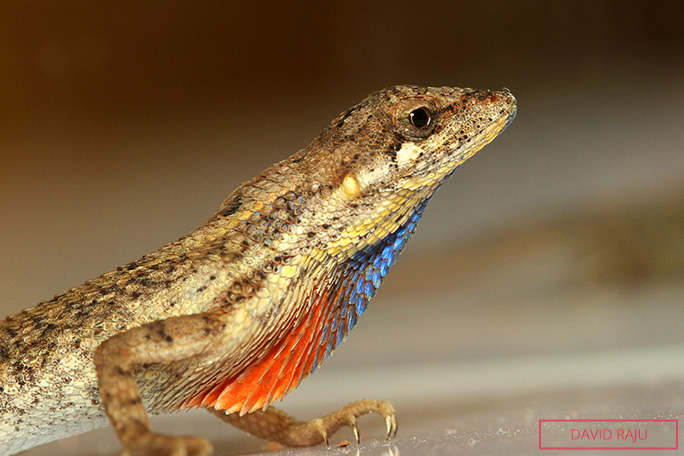 An agamid lizard from India named Sitana attenboroughii