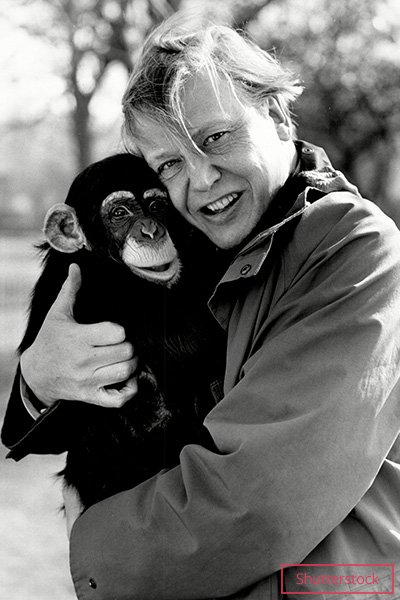 David hugging neusi the chimpanzee at london zoo in the 1980's