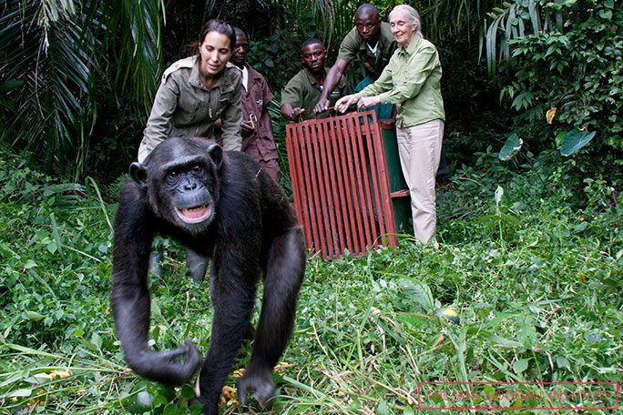 Jane and the JGI with Chimp, Wounda 
