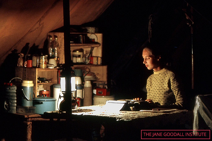 Jane writing up her field notes back at camp in Gombe