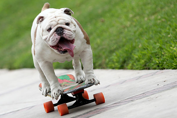 Otto on a skateboard