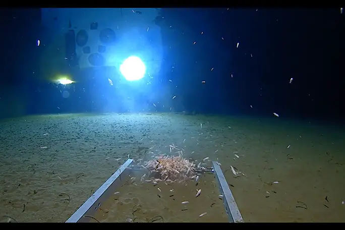 new species being found on The Five Deeps Expedition